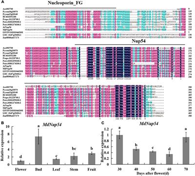 MdNup54 Interactions With MdHSP70 Involved in Flowering in Apple